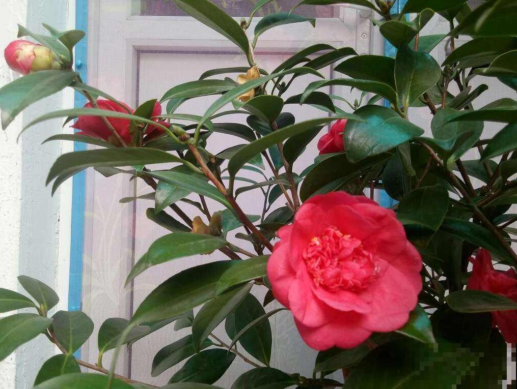 茶花叶子掉不停？4个原因，看看你中了哪一条！