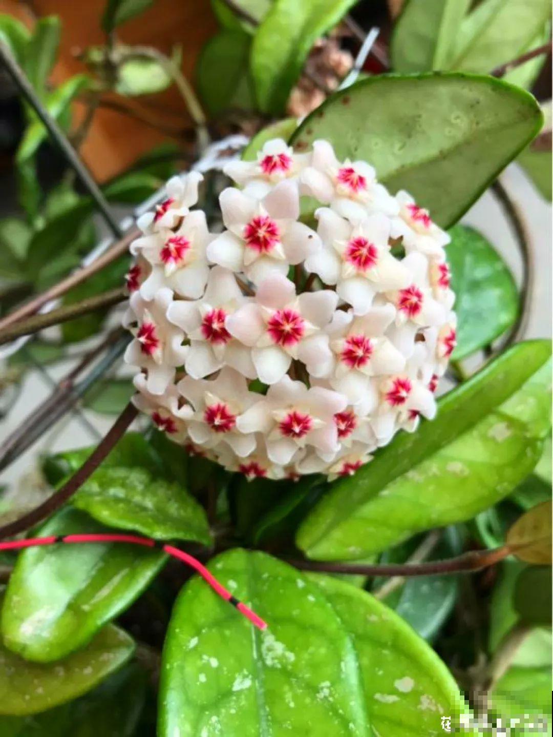 长寿花叶插最好活，现在整两盆，明年多到得送人！