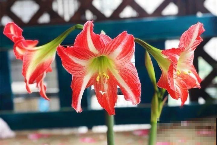 40种常见花，冬天就这么养，叶子绿油油照开不误！