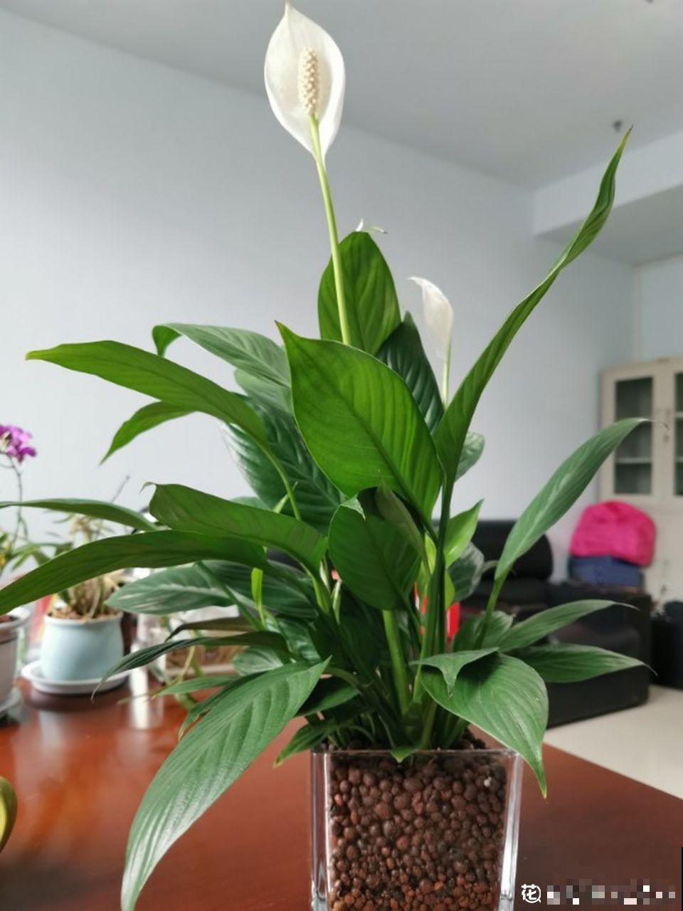 养的花还有这寓意？别说一盆，10盆都愿意养！