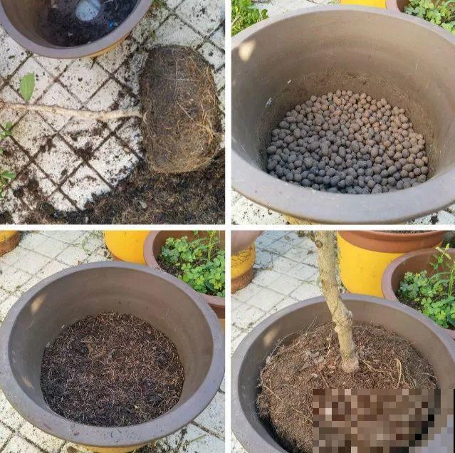 8种花秋冬要穷养，水一多就烂根，再不救只剩空盆！