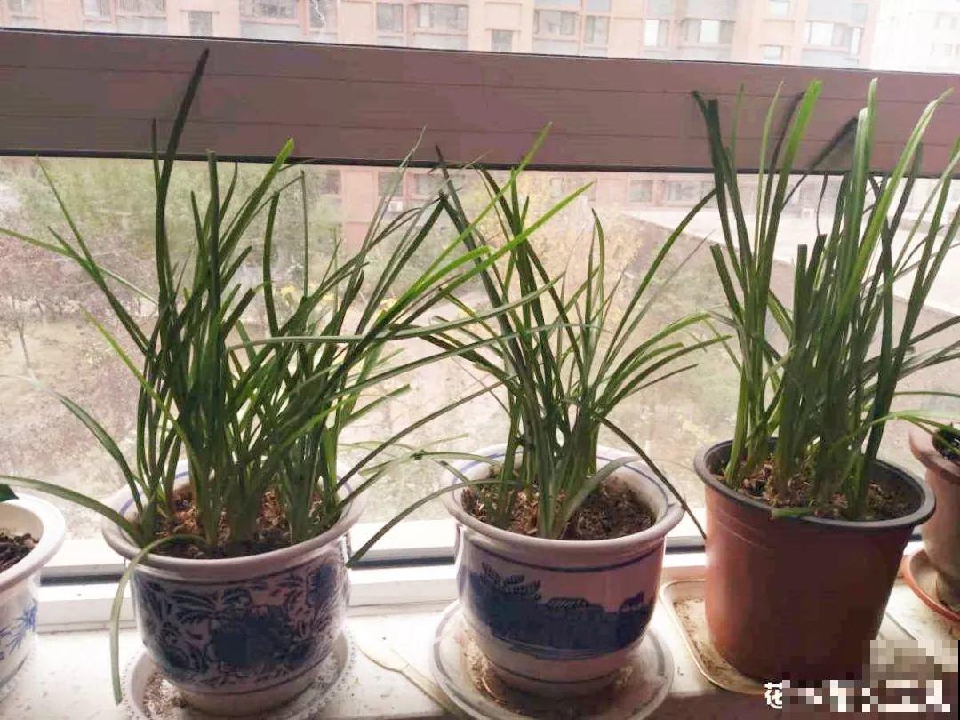 这花公认难养，冬天放外面冻20天，立马开花！