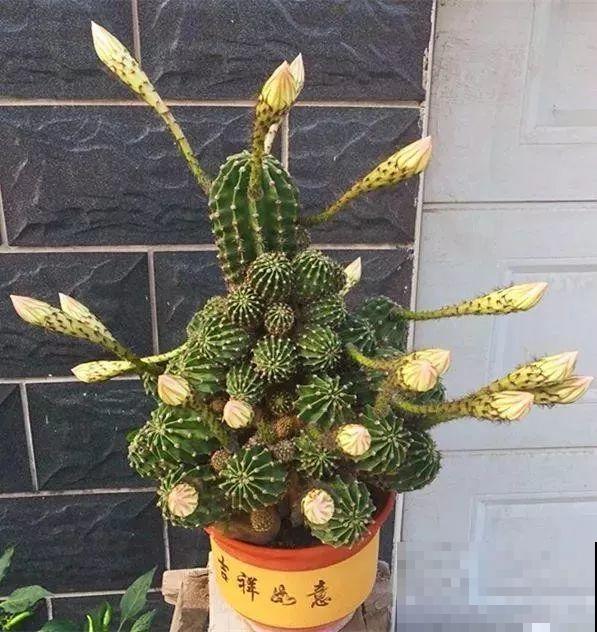 养这3种花真挣钱，今年种1棵，明年能收获一麻袋！
