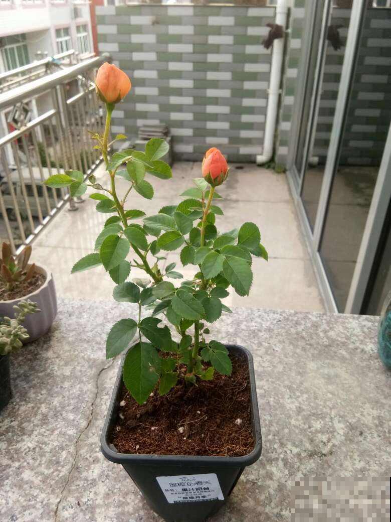 蔷薇花太美，一不小心买成月季，亏大了