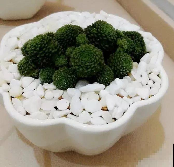 长不大的多肉，太阳一晒像红宝石，越养越精致！