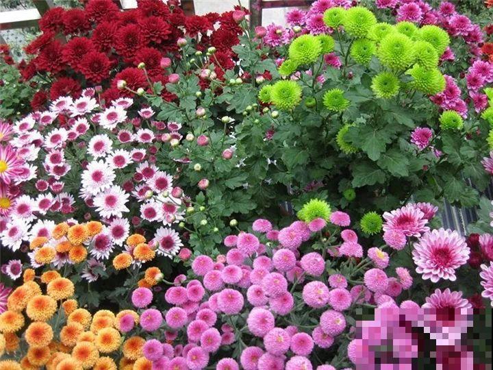 防盗窗养5盆花，开花多花期长，这小花园谁看了都羡慕！