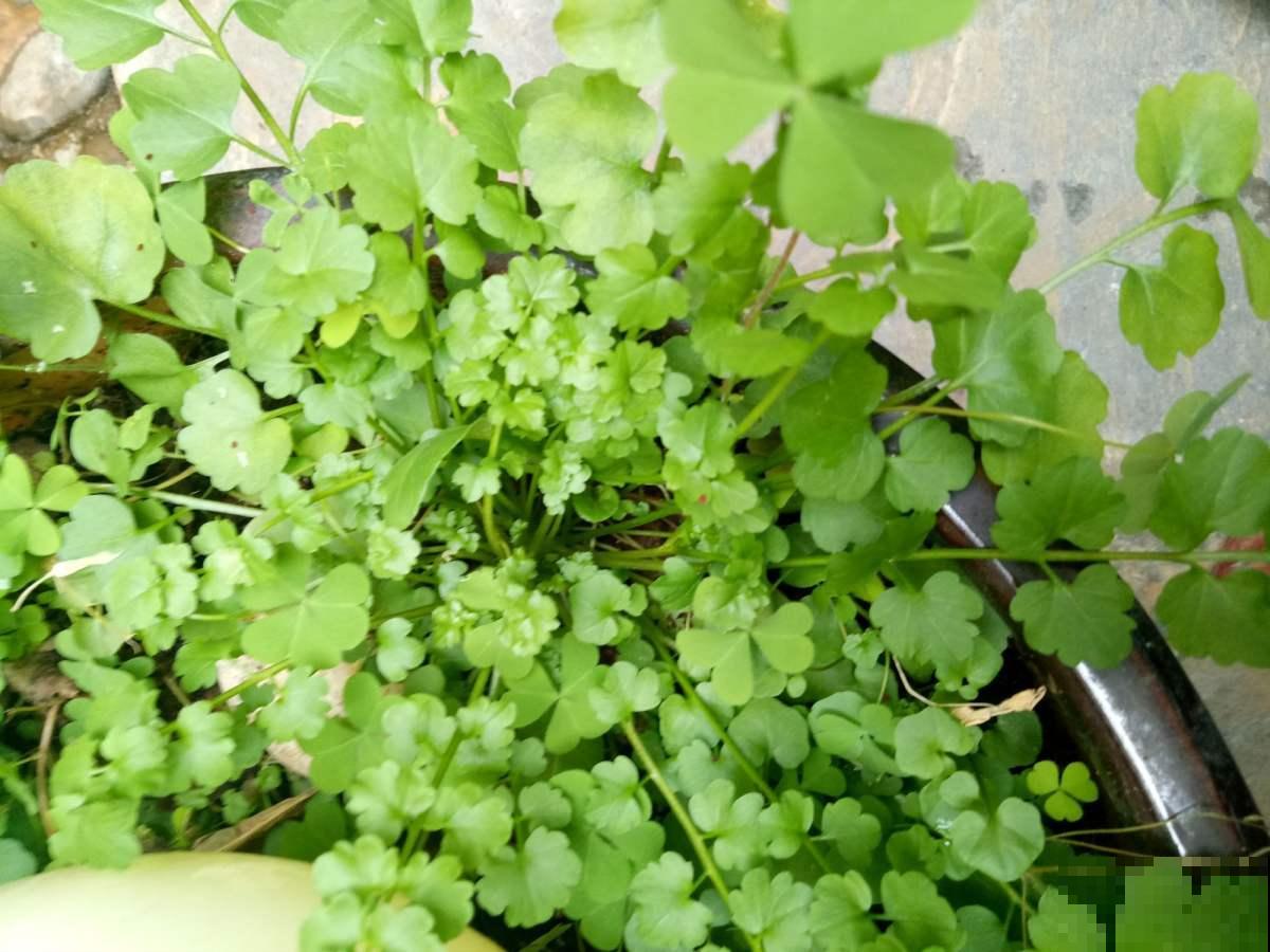 你家兰花总是养不好，可能就是缺了这种护盆草，抗旱还抗寒！