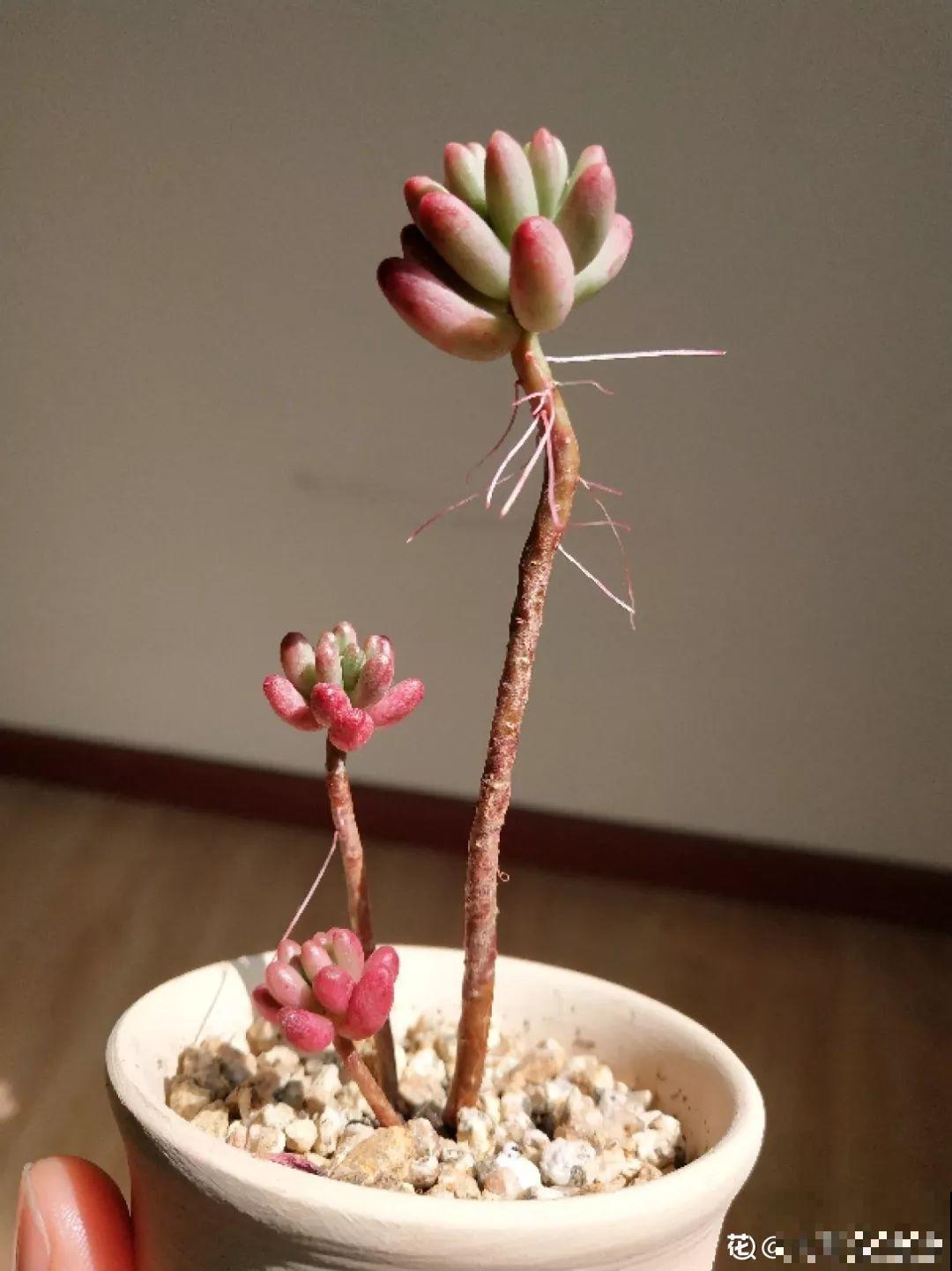换完盆的多肉越长越小，咋回事？果然错一步毁所有！