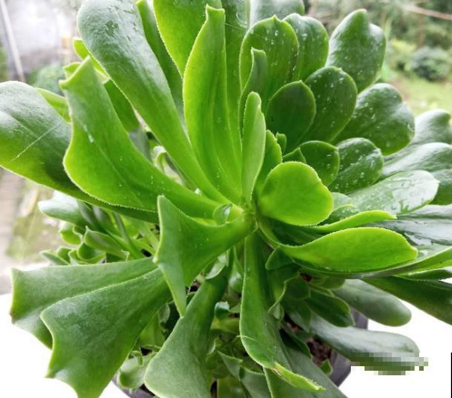 植物越冬，做这几点，来年春天爆花盆！