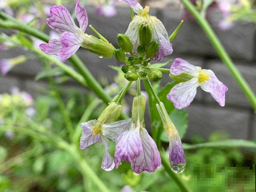 在阳台种点蔬菜吧，赏花吃菜两不误，太实惠了