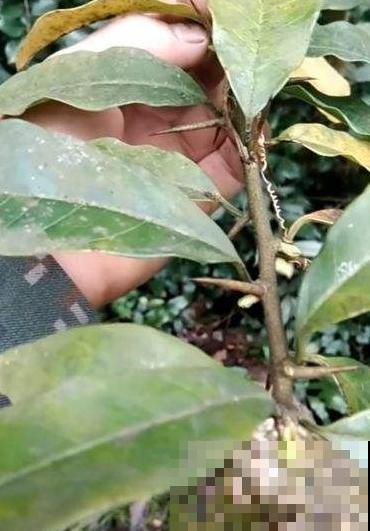 这种星星一样的野花叫啥名？原来还能结出美味果实，可谓是山珍！