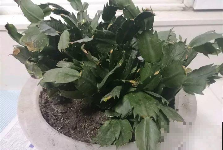 30种花冬天浇水技巧，根不烂，来年春天猛蹿新叶！