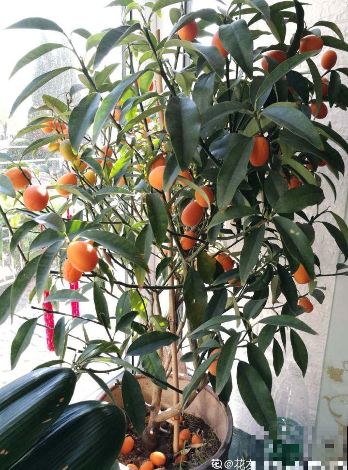 10种招财花，越养越气派，家里有一盆好运连连！