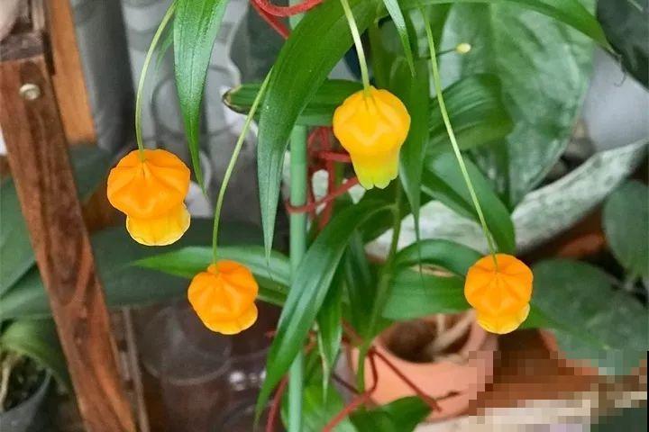 今年最时髦的11种花，摆在客厅有面子，谁见了都夸！