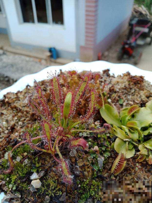 秋天苍蝇蚊子猖狂，放4种花在家里，苍蝇蚊子掉头就跑