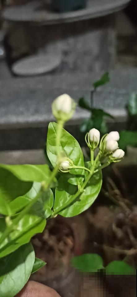 家里有盆茉莉花，邻居大妈说秋天不能换盆，吓得我赶紧去咨询老农