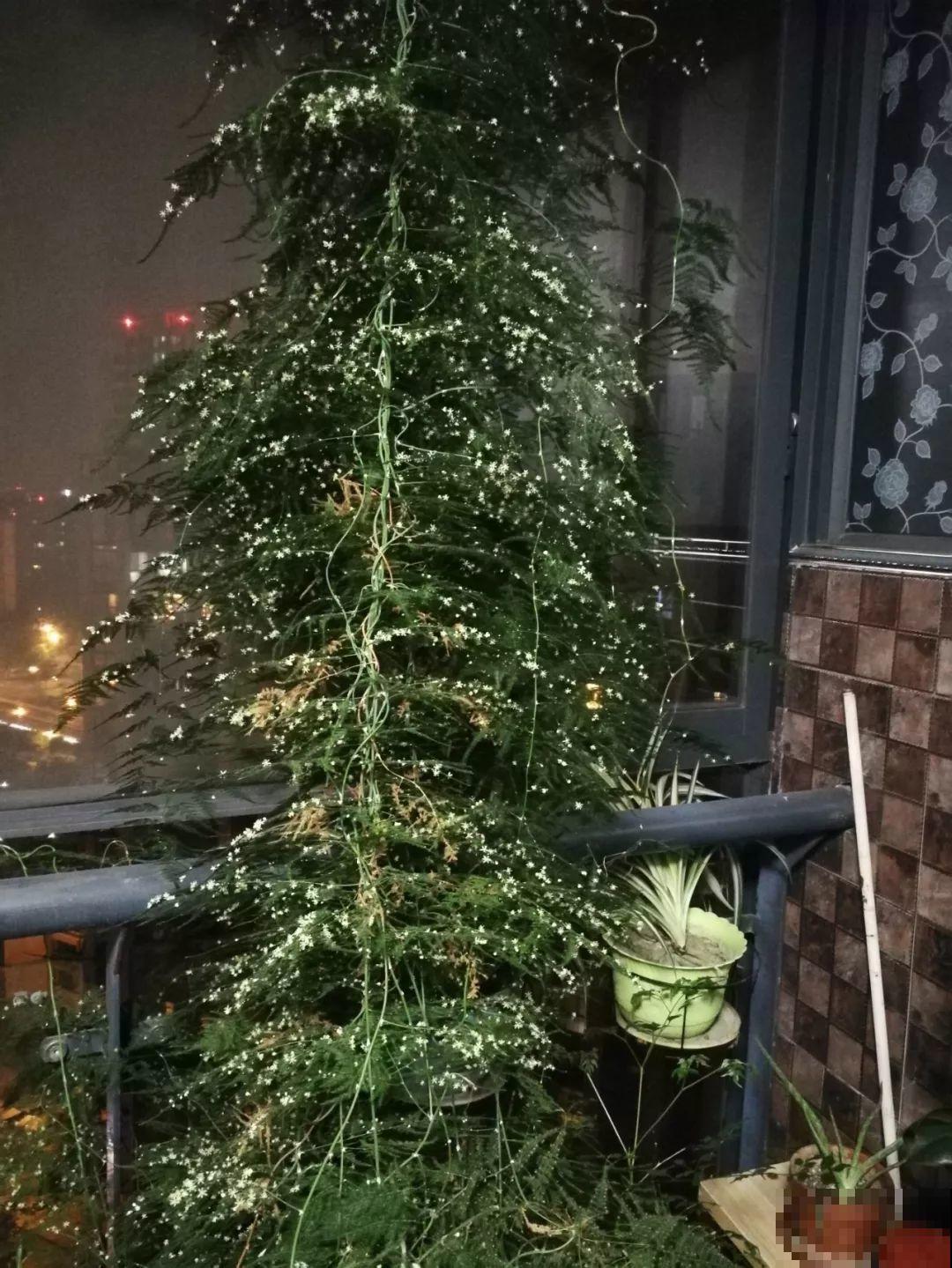 这4种花在他们手里，个个长成巨无霸，到底喂了啥好东西！