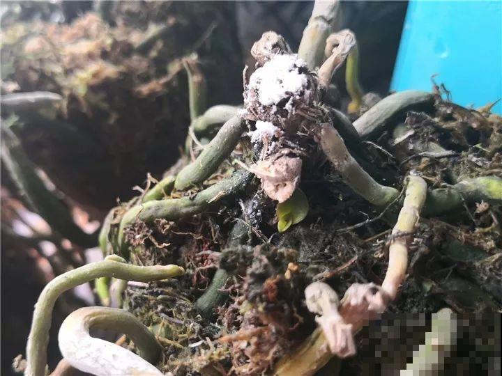 这么贵的花，扔路上随便捡，后悔没带个大麻袋！