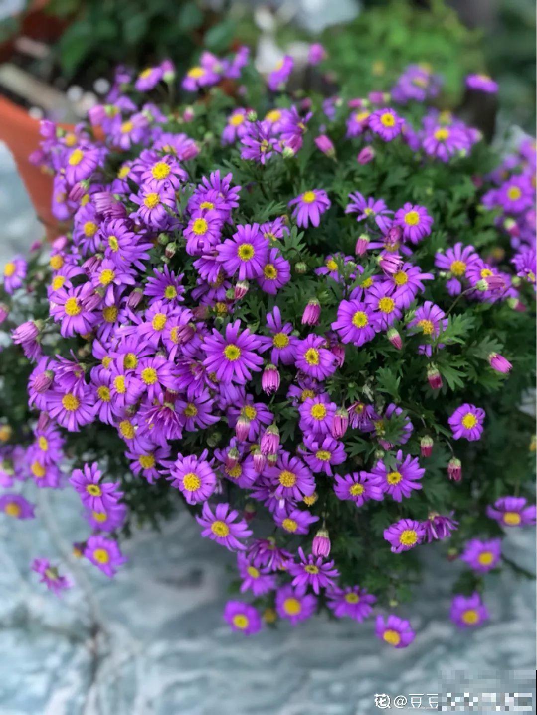 不同季节种不一样的花，这样的院子，才是我心中的世外桃源！