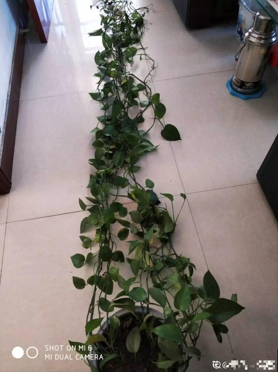 这4种花在他们手里，个个长成巨无霸，到底喂了啥好东西！