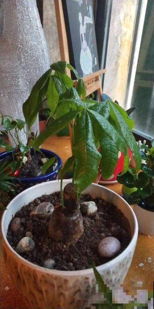 秋冬这样养护发财树，枝繁叶茂有光泽，不担心光秃秃