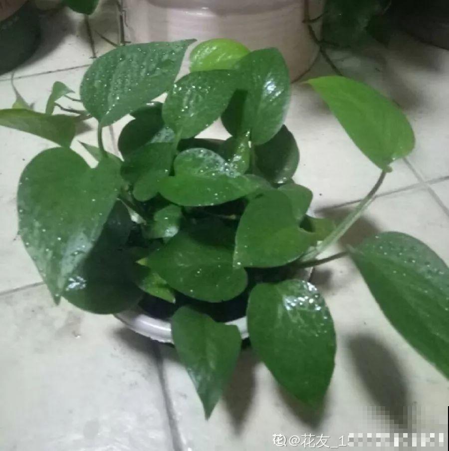 秋冬养花，这种水就别再浇了，不然叶子发黄还哗哗掉！