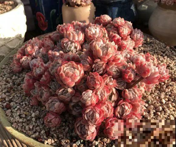 爱上多肉8年，她付出了所有，数量多到可以摆满整个天台！