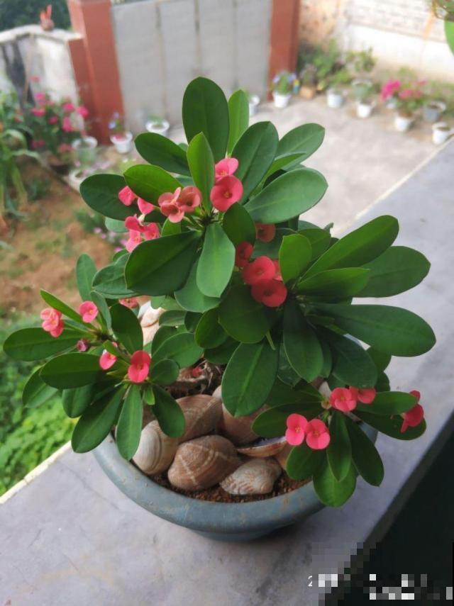 红掌变绿掌，别急着扔，搬屋里缓缓，还有救