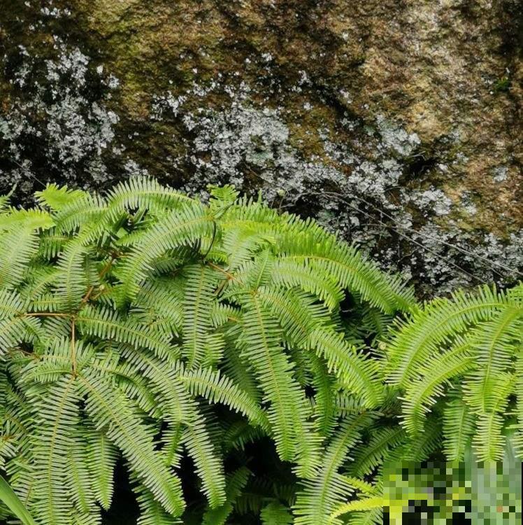 农村烧火引火离不开它，漫山都是割不完，城里人都拿来当盆栽赏