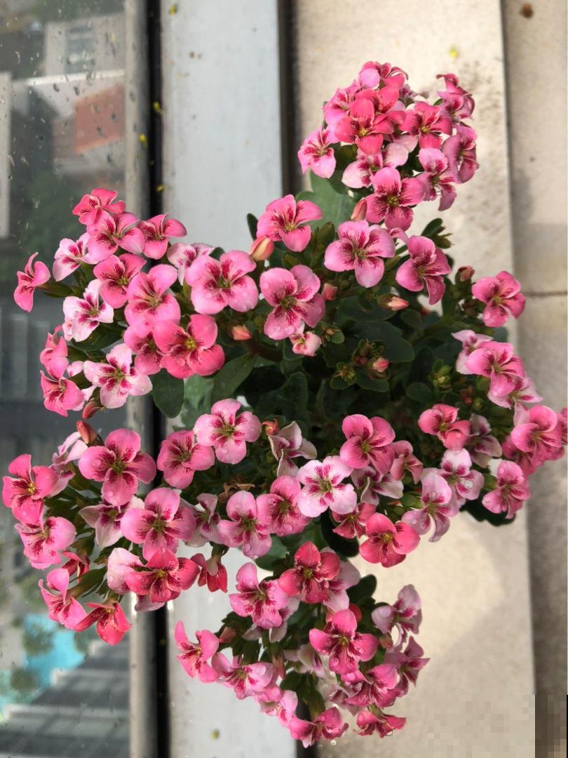 找个塑料袋，往植株上一套，长寿开花快