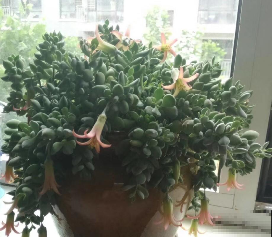 春节前养点小多肉，财运滚滚来，寓意真不错！