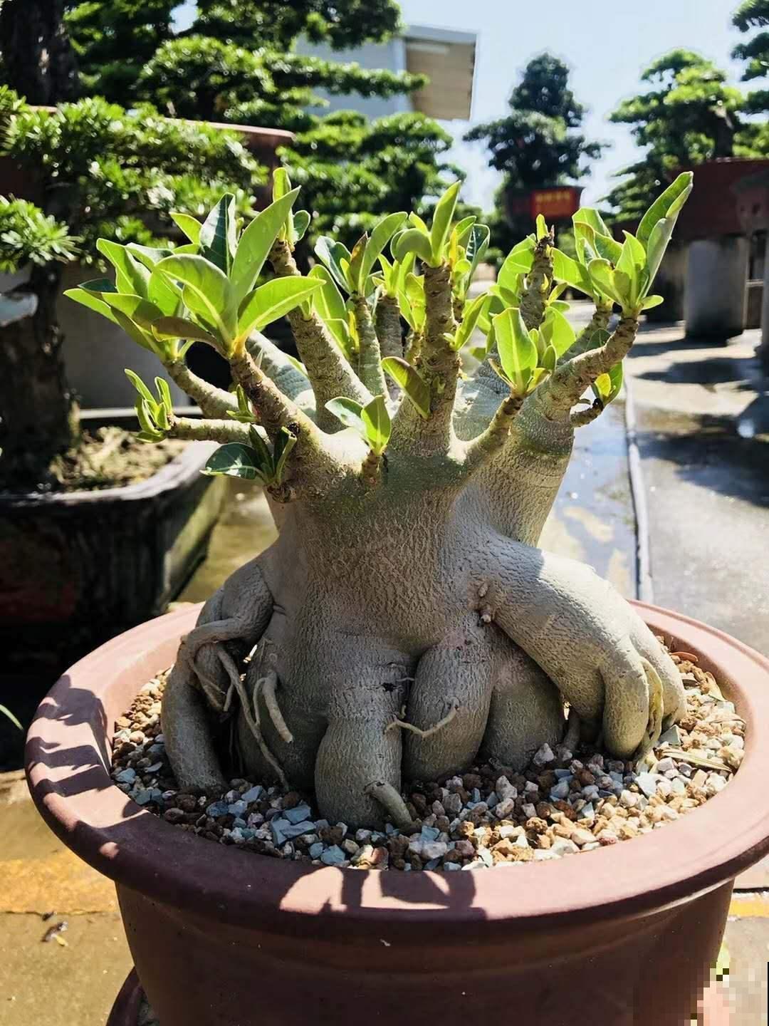 这花特好养，不过要想养出这境界可不容易，看看你家的够格吗？