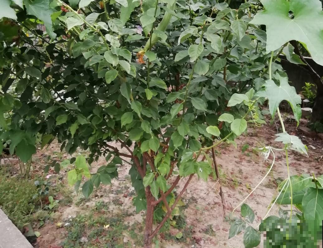 没有蔬菜吃，种点丝瓜，还能刷东西！