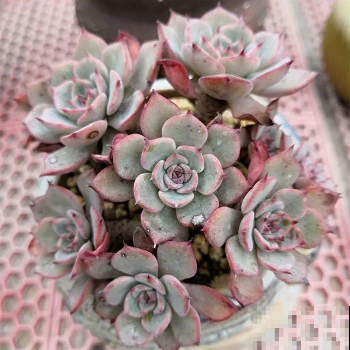 秋冬养了这种花，只要给它晒太阳，不用施肥都长胖！