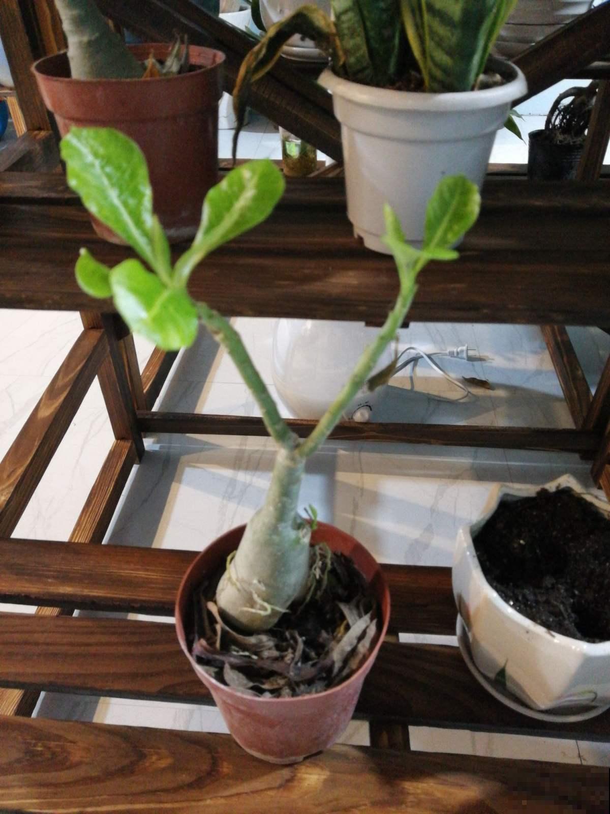 这花特好养，不过要想养出这境界可不容易，看看你家的够格吗？