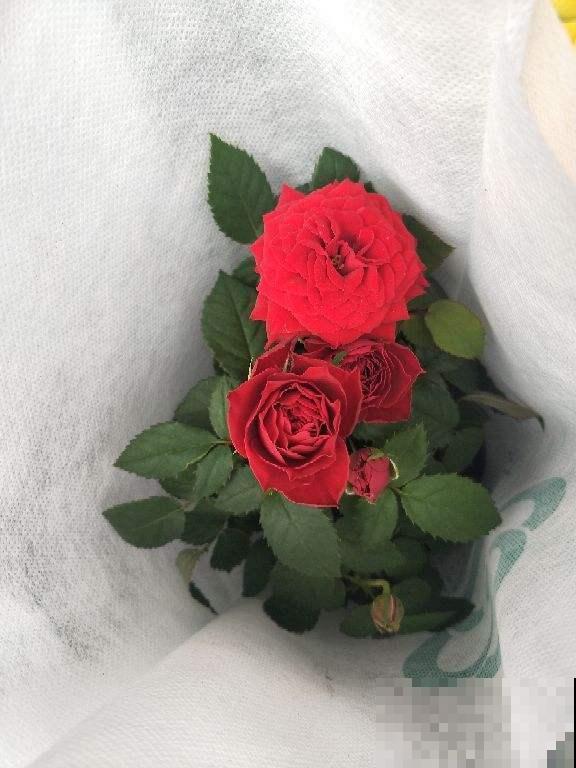 这6种花泡茶喝，缓解干燥，养生美颜