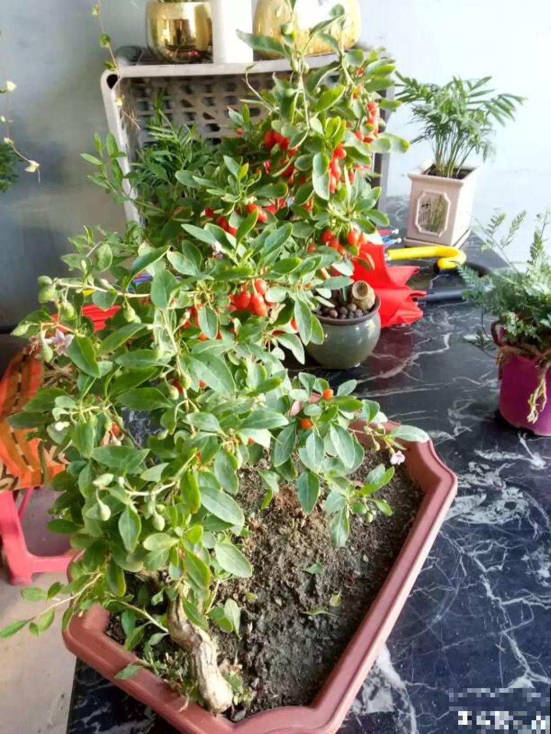 扔路边没人要的花，捡回去养1年，身价翻了20倍！