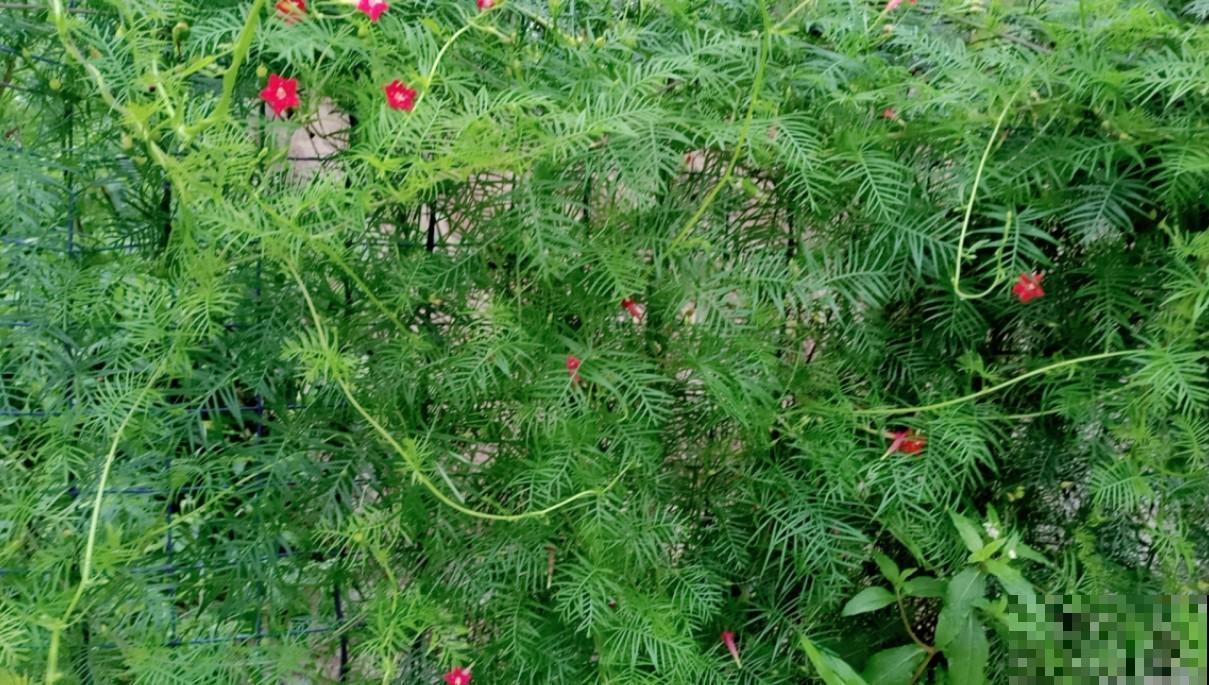 童年记忆中的五角花，这东西太能长了，养了可别忘记修剪！