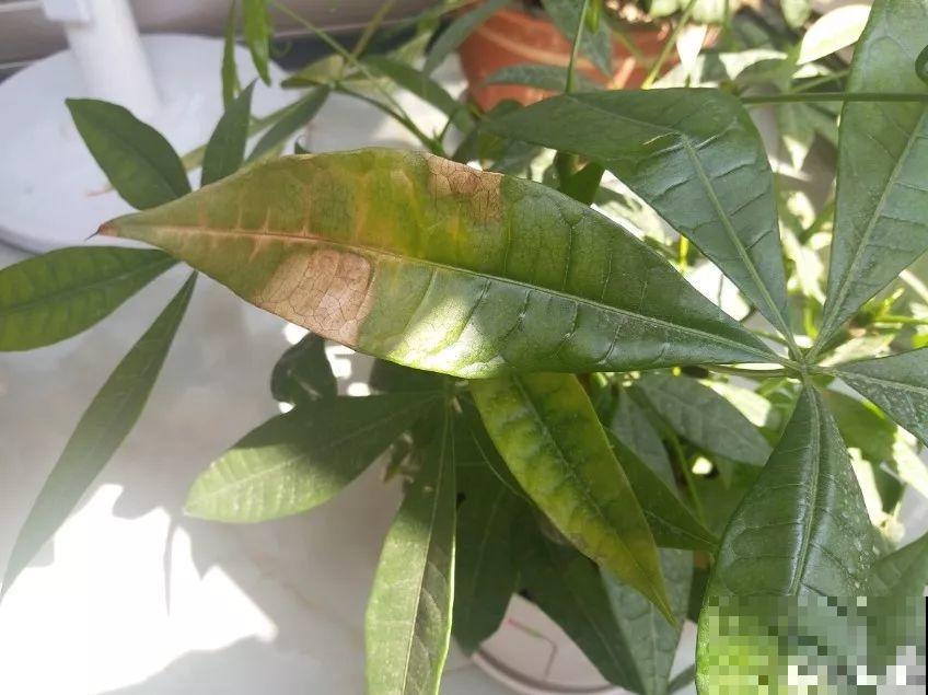 花叶子长这样，就是求救信号，晚两天小心治不好！