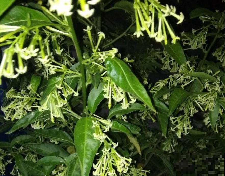 这花晚上才开花，香气十足，千万不要放卧室里面！