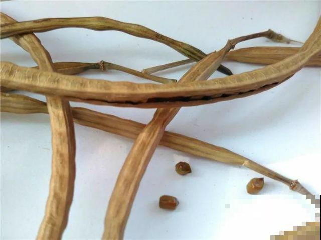 这花种子埋土里就发芽，差点以为是花生，满盆黄花贼亮眼！