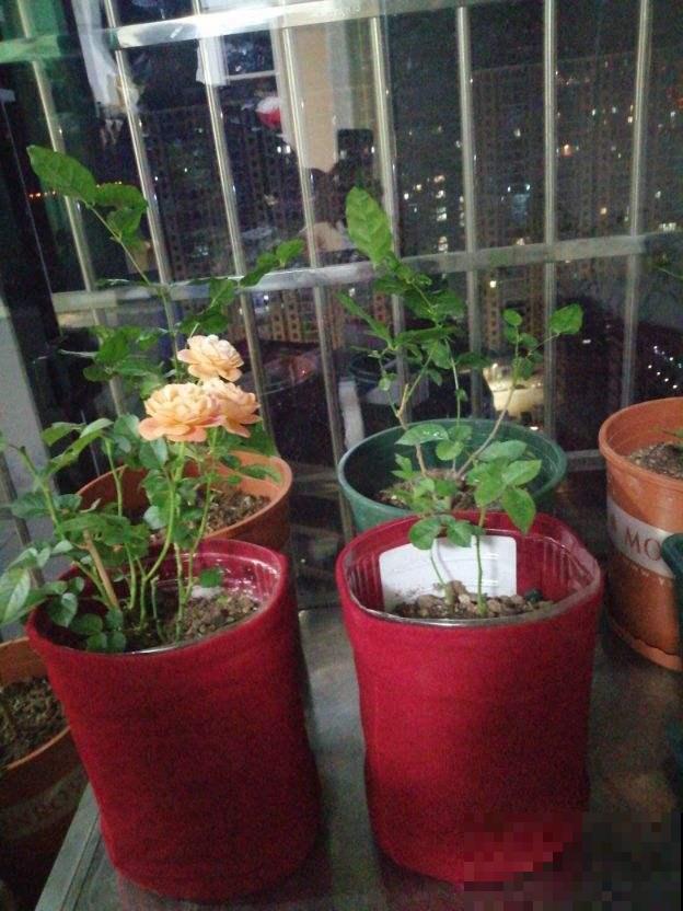 这样选择容器，阳台养花很简单，养啥啥漂亮！