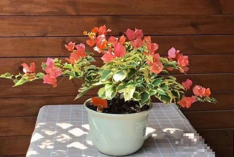 30种花冬天浇水技巧，根不烂，来年春天猛蹿新叶！