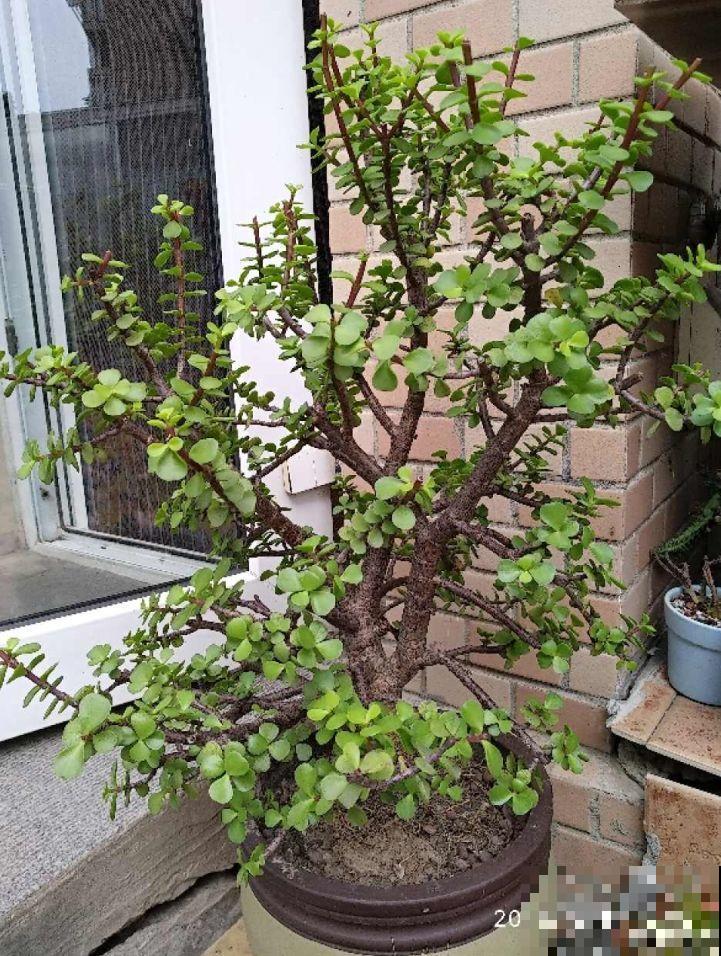 10种招财花，越养越气派，家里有一盆好运连连！