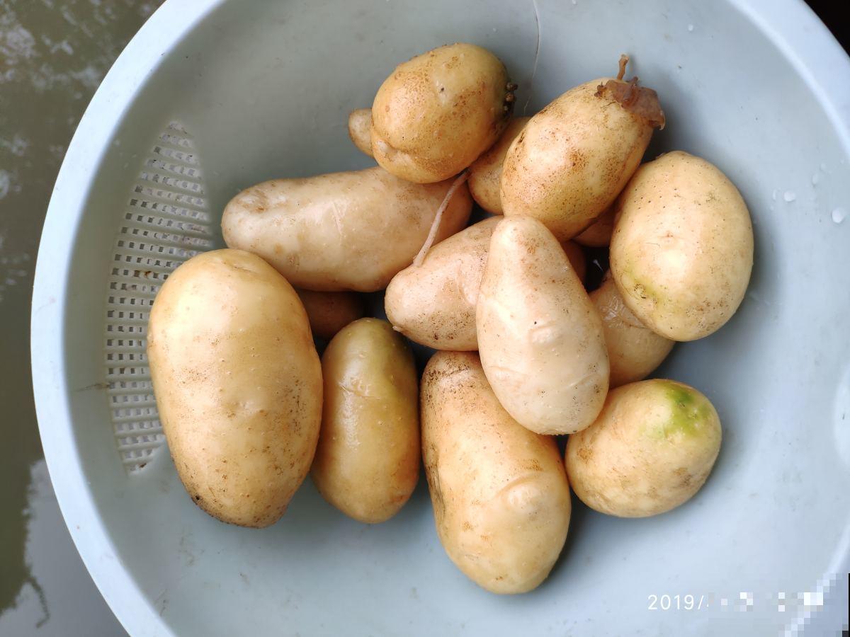 阳台种土豆，一个泡沫箱就可以搞定，让你变种菜达人