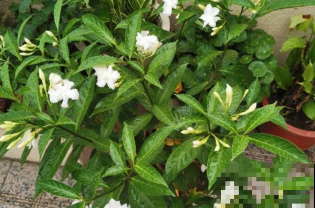 买栀子花看清楚，小心是狗牙花，不过这花值得养！