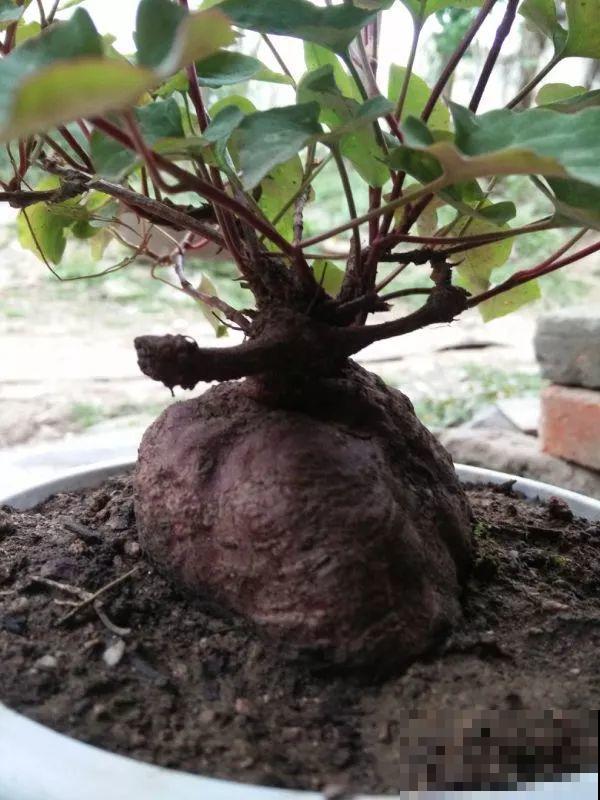 扔路边没人要的花，捡回去养1年，身价翻了20倍！