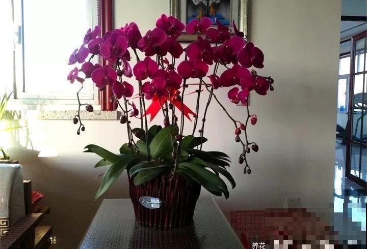 这9种花，养一盆一年四季有的看，不知道的还以为是塑料花！