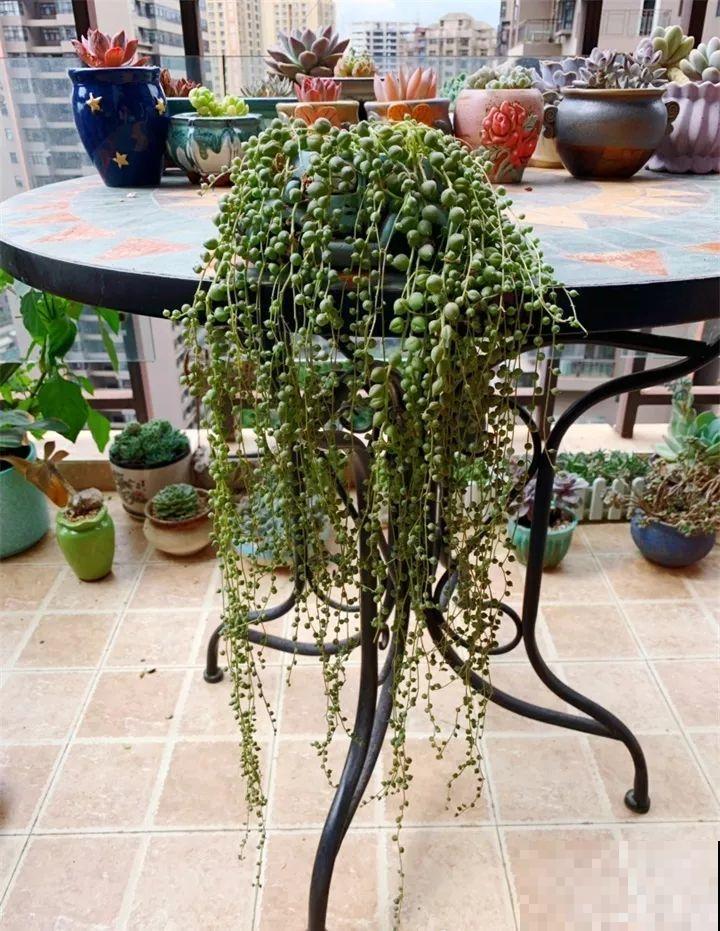 家里有这3种花还买啥，剪根枝条剁8段，沾土3天就发芽！