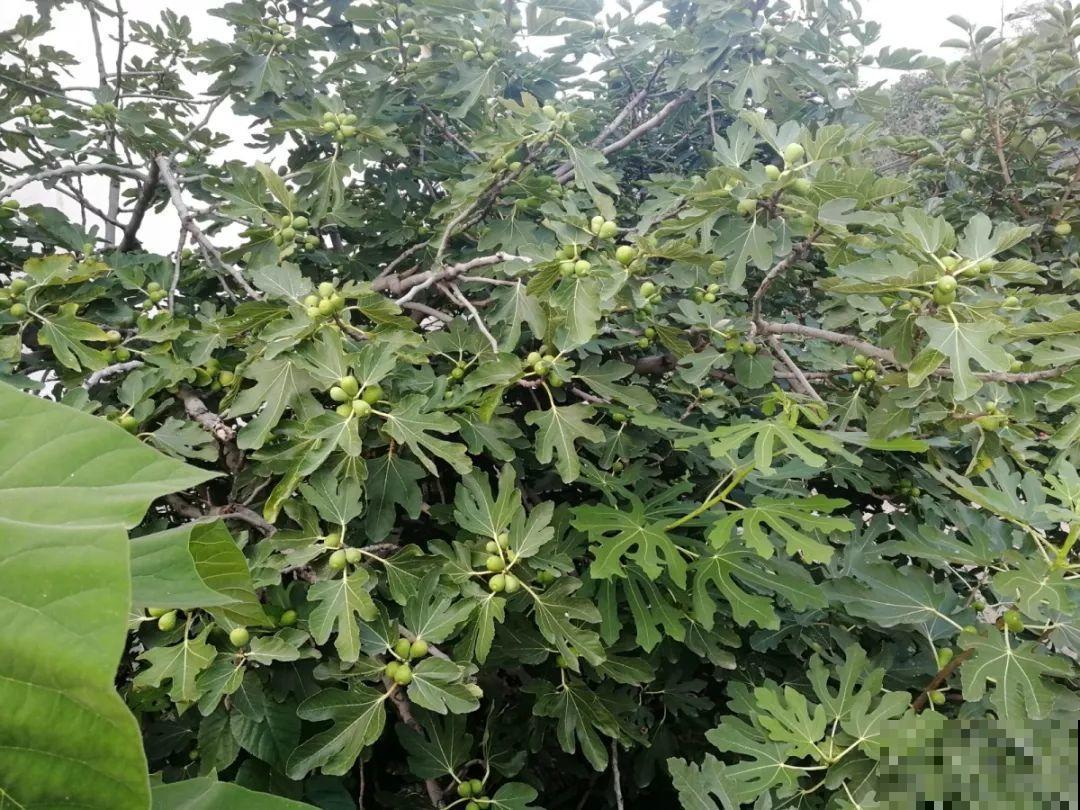 好吃的水果都长在路边，满枝金黄，忍不住想偷摘一个！